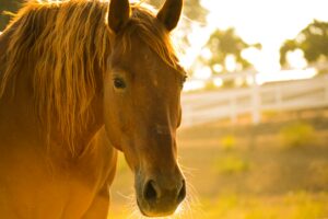 Paarden